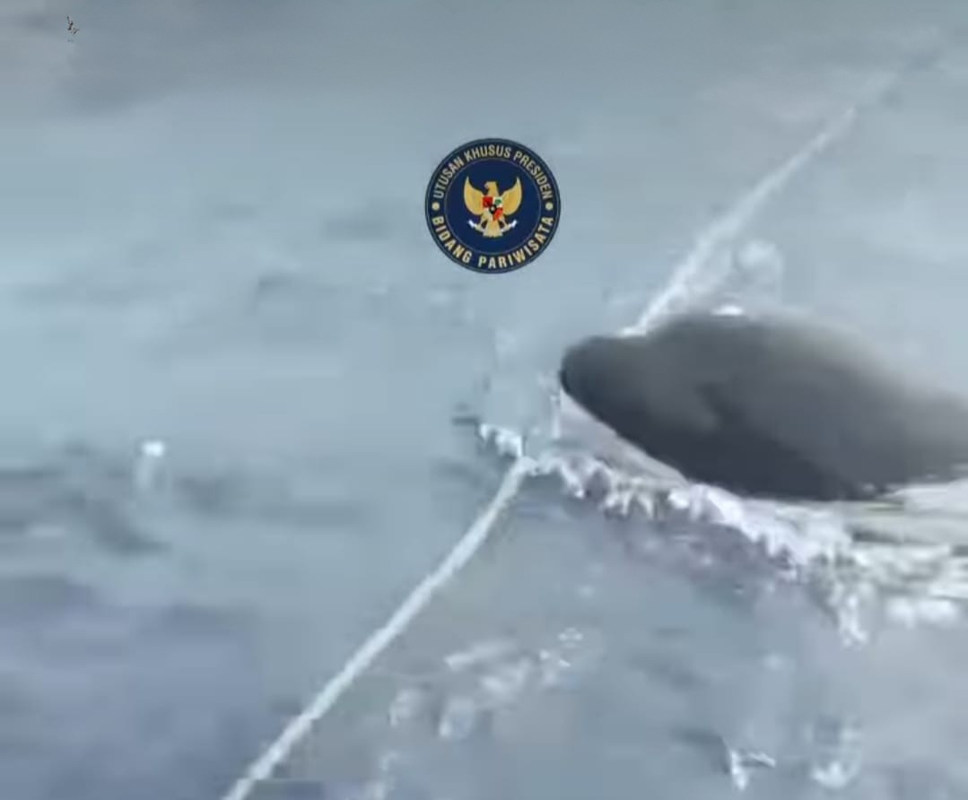 Tangkapan layar video kemunculan orca di perairan Teluk Tomini, Gorontalo, 14 Februari 2026.