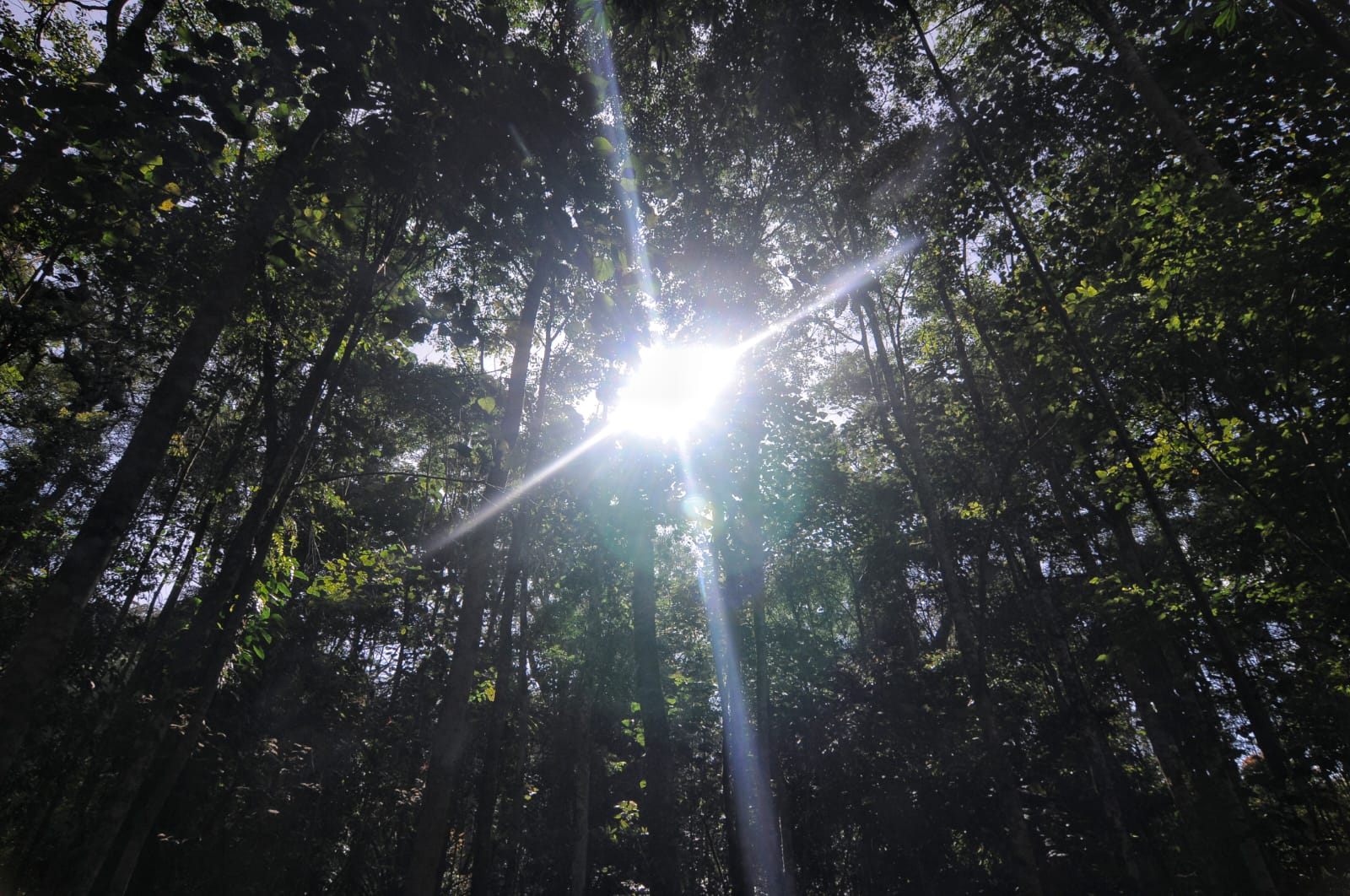 Kondisi hutan di Sulawesi Tengah yang harus tetap dijaga kelestariannya. Dari data BRIN, bahwa spesies ngengat baru yang endemik Sulawesi, salah satunya tercatat ditemukan di Sulawesi Tengah.
