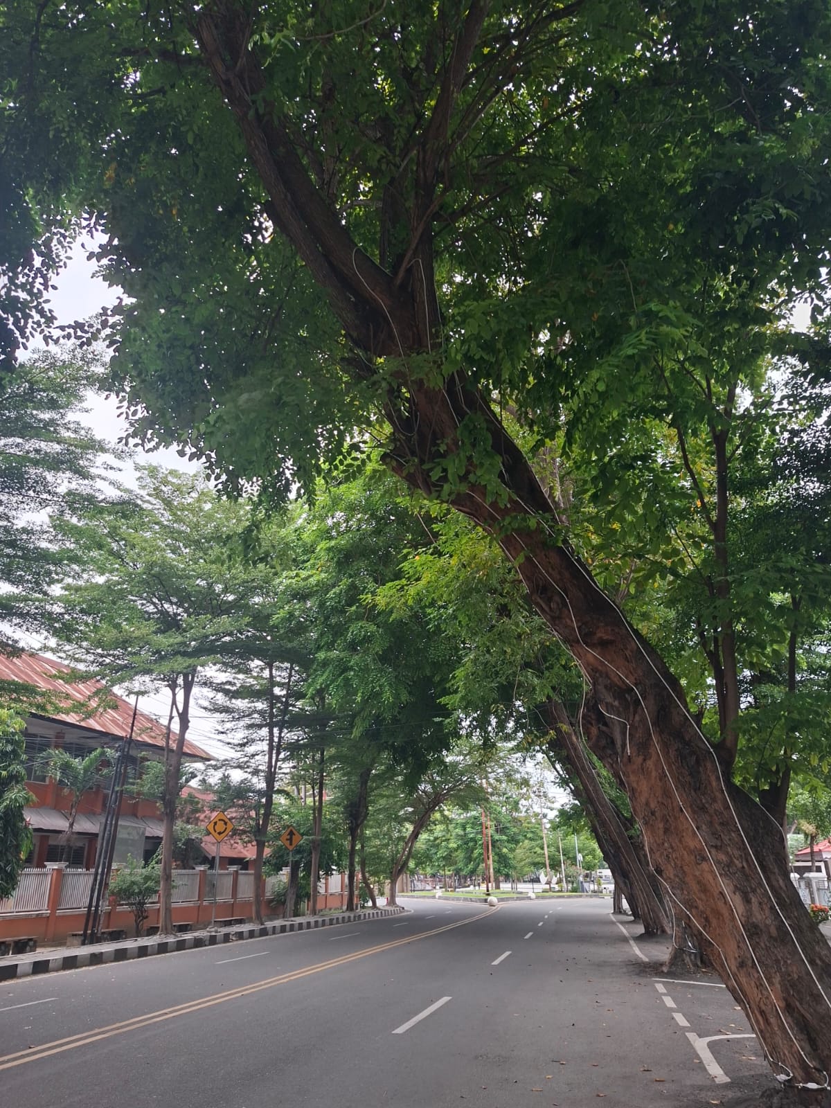 KOTA RINDANG : Jejeran pepohonan di Wilayah Kota Palu yang dapat menjadi salah satu indikator Menuju Kota Rindang.