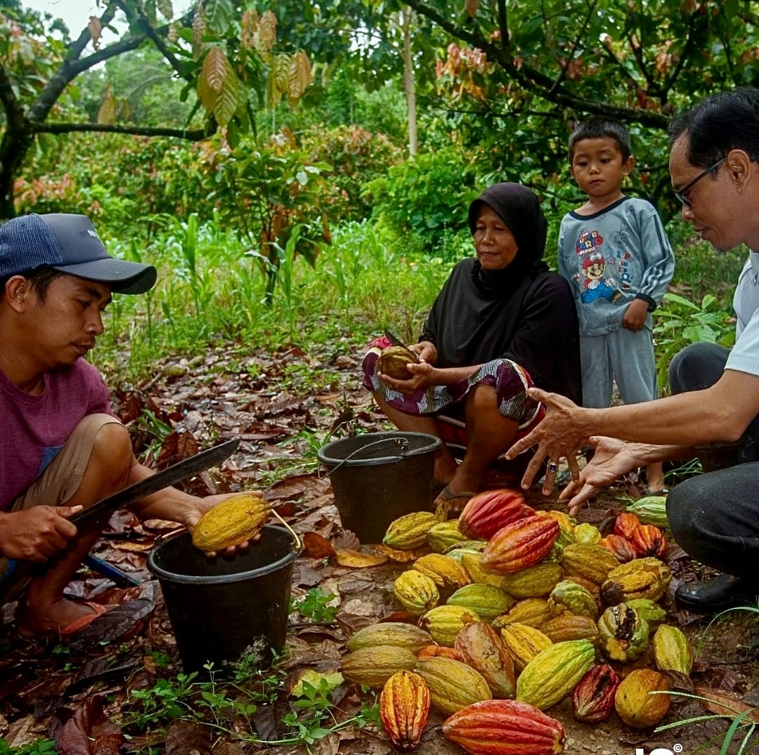 Perkebunan rakyat di Sulawesi menjadi penopang utama produksi kakao Indonesia yang diproyeksikan meningkat pada 2026.