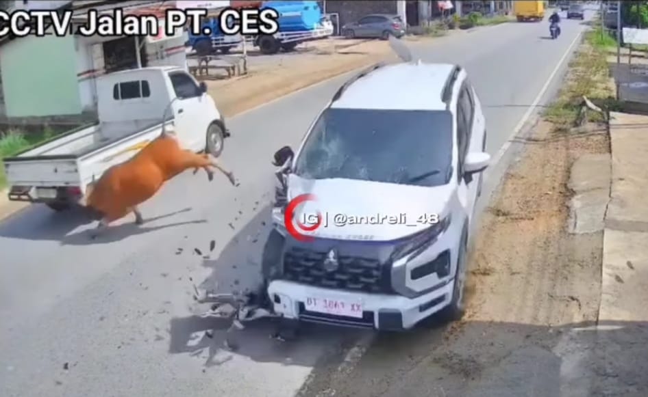 Detik-detik Xpander Cross tabrak sapi di Konawe terekam CCTV, sapi terpental usai benturan keras.