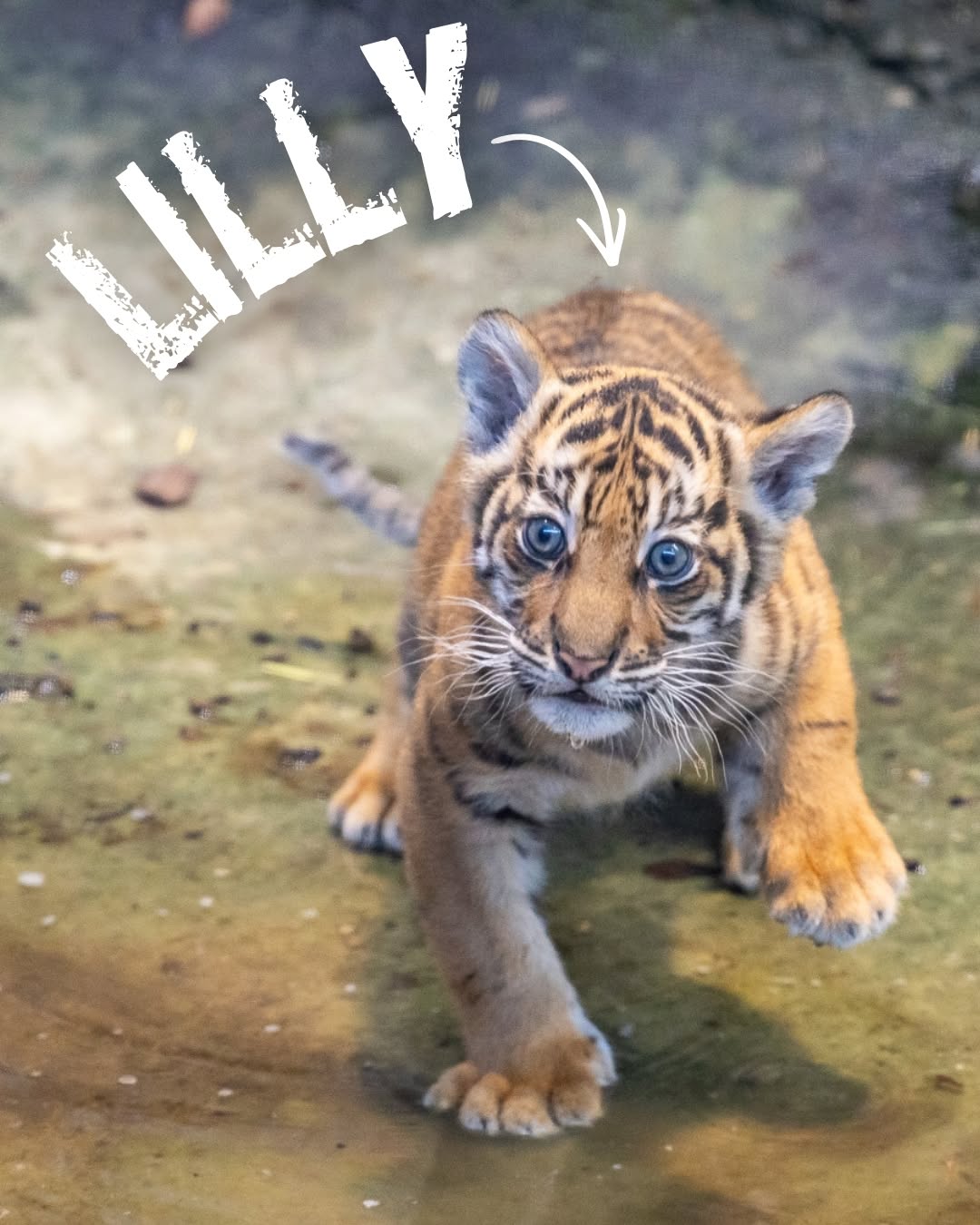 Kebun binatang Tierpark Berlin, Jerman, resmi mengumumkan nama anak harimau Sumatra yang baru lahir.