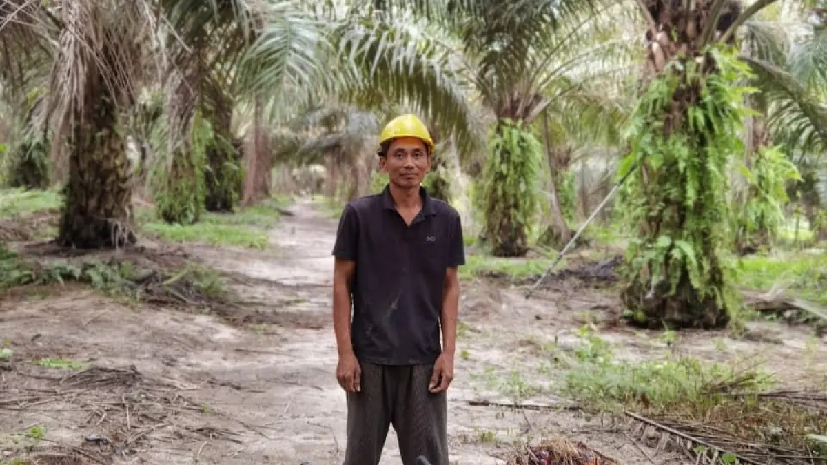 Ilustrasi perkebunan kelapa sawit sebagai bahan baku utama hilirisasi CPO untuk energi dan industri nasional. (DOK KEMENTAN)