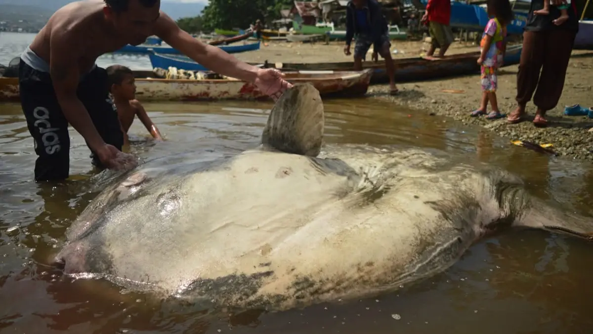 Ikan Mola mola terdampar di Teluk Palu. Dia termasuk dalam kategori hewan akuatik, khususnya dari kelompok ikan bertulang sejati.(MUGNI SUPARDI)