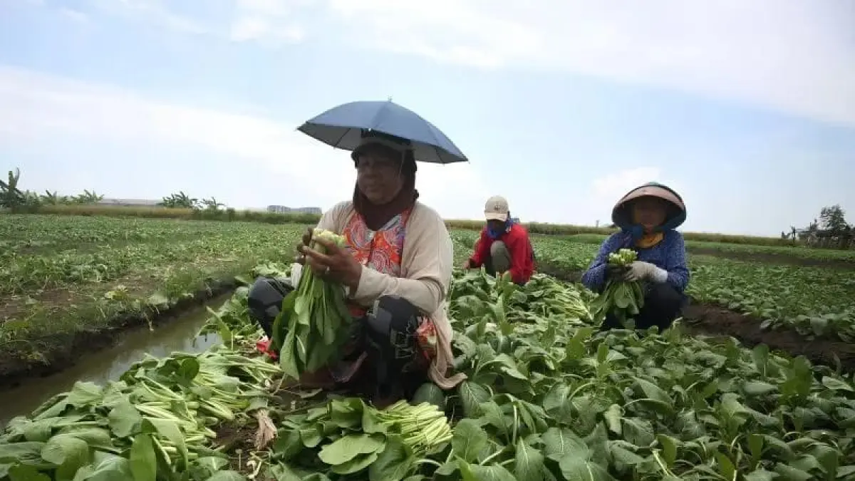 Ilustrasi Petani sedang memanen sayuran, NTP hortikultura tercatat tertinggi Maret 2026. (Antara)