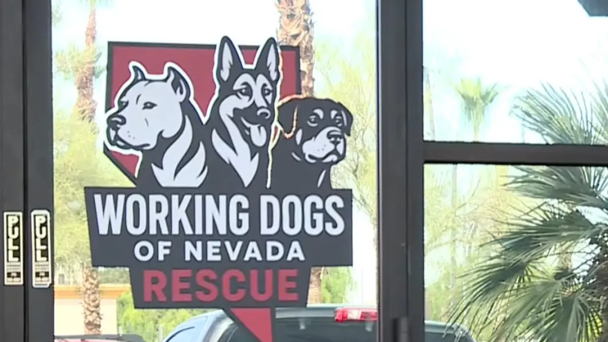 Polisi Las Vegas menyelamatkan 35 anjing dari fasilitas pelatihan yang diduga melakukan penyiksaan hewan. (Tangkapan layar youtube)