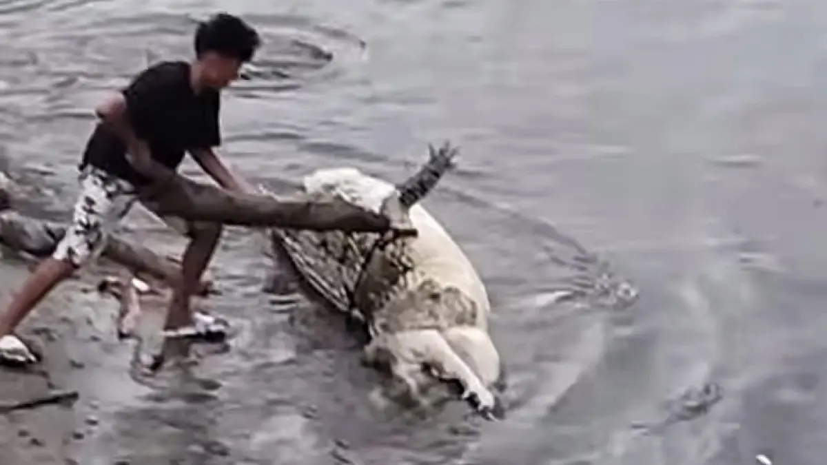 Seekor bangkai buaya ditemukan terdampar di pesisir Pantai Kayumalue, Kota Palu.(Facebook Amirudin Mawada)