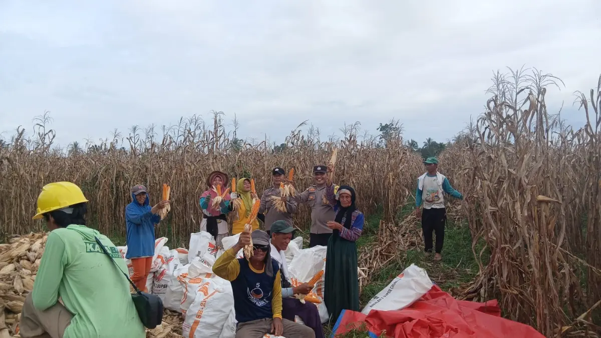 PANEN RAYA: Jajaran Polsek Sausu bersama warga memanen jagung di lahan binaan seluas 2 hektare di Desa Sausu Taliabo, Kamis (2/4/2026).(FOTO: RAHMAT DFADHIL/RADAR PALU).