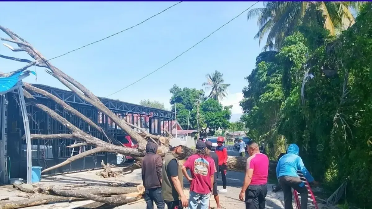 Petugas gabungan mengevakuasi pohon tumbang yang menimpa pengendara di Parigi Moutong, Sabtu (11/4/2026).(BPBD Parigi Moutong)