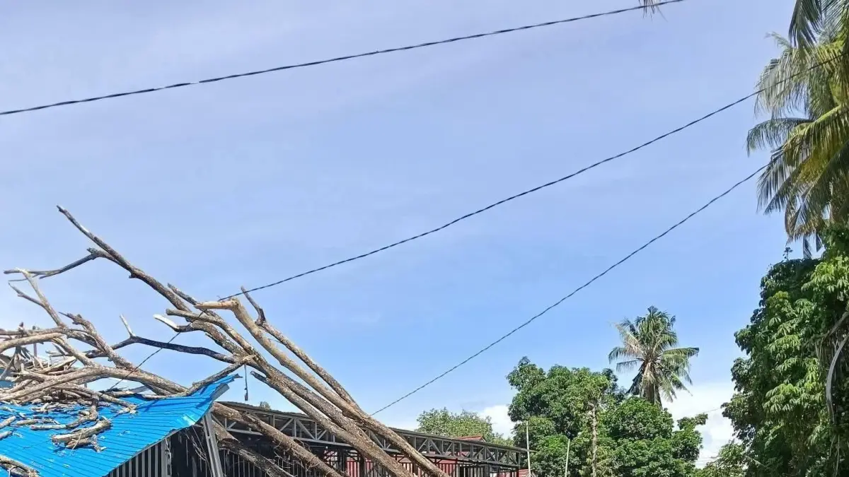 TUMBANG: Warga berkerumun di lokasi kejadian pohon tumbang di Kelurahan Kampal, Kecamatan Parigi, Sabtu (11/4/2026).(FOTO: RAHMAT FADHIL/RADAR PALU).


