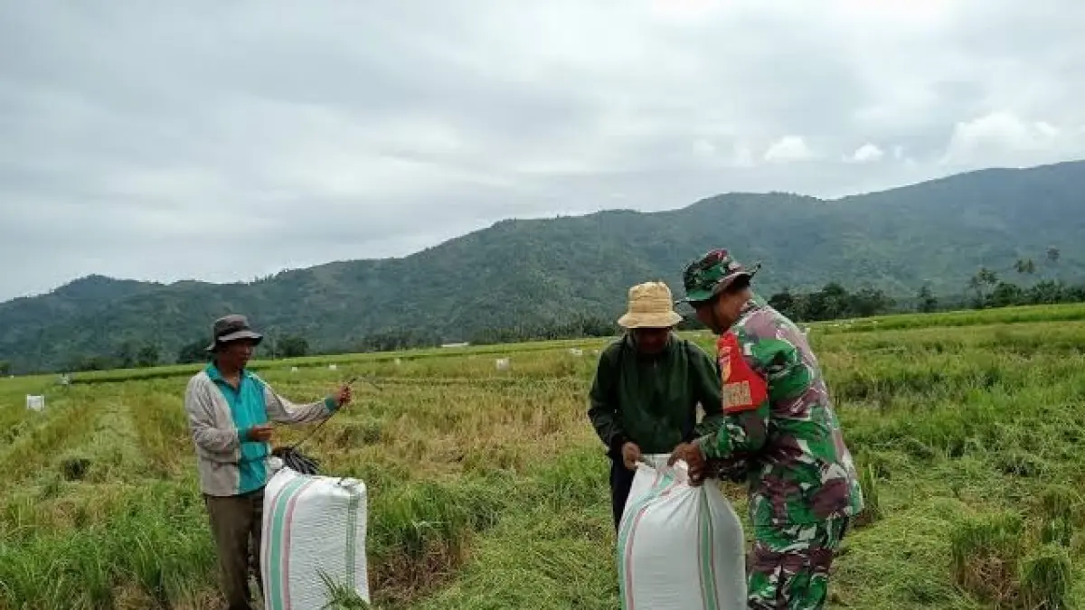 KARUNG PLASTIK: Petani di Tolitoli menggunakan karung plastik saat panen di lahan mereka.(FOTO: AHMAD HAMDANI/RADAR PALU).