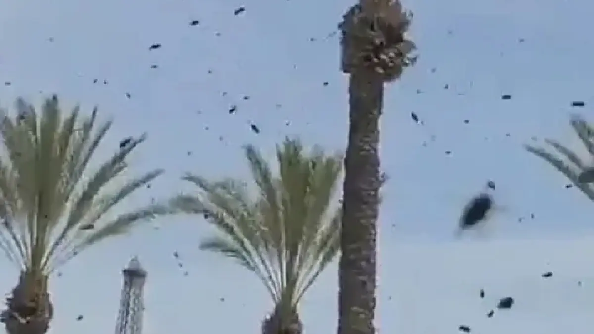 Langit Netivot menghitam saat ribuan lebah bergerak serempak, membuat warga terdiam antara takut dan takjub.