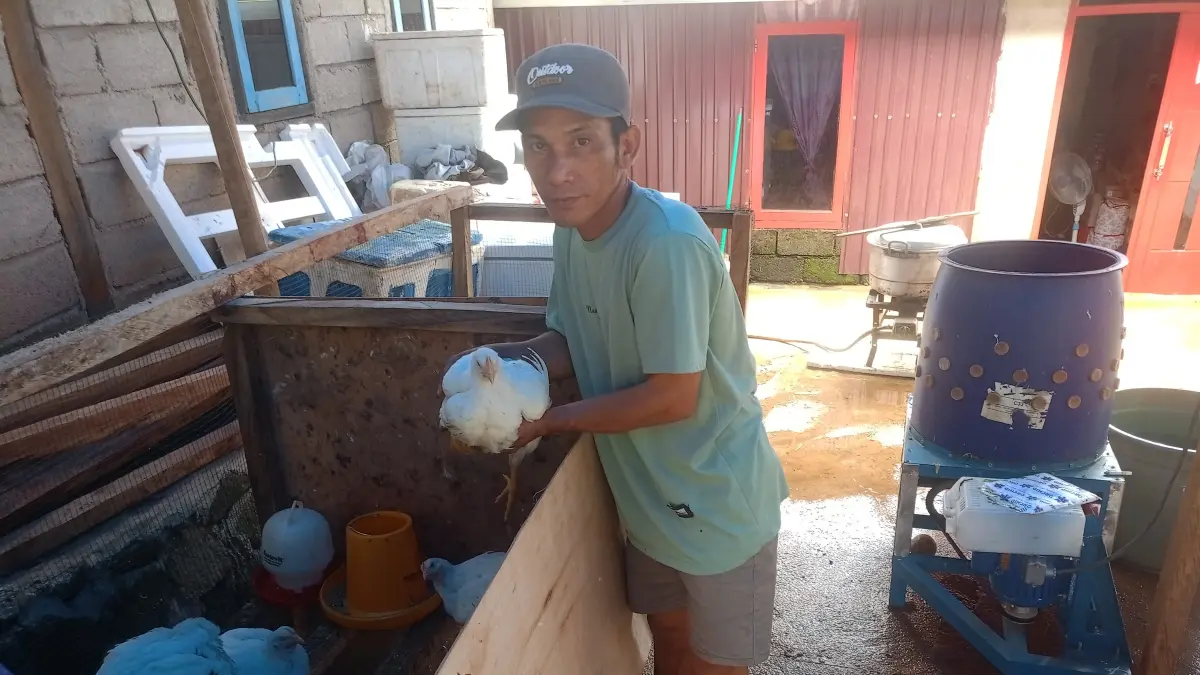Muhammad Arif menunjukkan stok ayam potongnya di Desa Towara yang belum terjual akibat sepi pembeli pasca PHK massal PT Hillcon Jaya Shakti (HJS), Senin (13/4/2026). FOTO: ILHAM NUSI/RADAR PALU