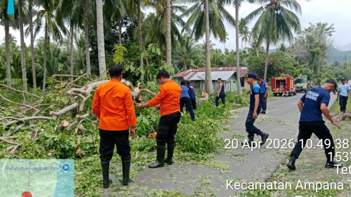 Petugas Badan Penanggulangan Bencana Daerah Provinsi Sulawesi Tengah membersihkan material pohon tumbang akibat puting beliung di Desa Tete A, Kecamatan Ampana Tete, Tojo Una-Una.