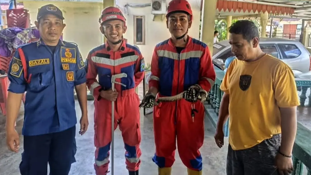 Tim Rescue Damkar Palu mengevakuasi ular jenis korros di permukiman warga, di Jalan Dae Salembah, Kelurahan Lambara, Kecamatan Tawaeli, Rabu (29/4/2026).(Instagram/@damkar.kotapalu)