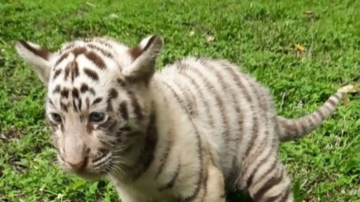 Salah satu anak harimau benggala lahir di Taman Safari Prigen, termasuk satu yang berwarna putih langka hasil konservasi genetik.(Kementerian kehutanan)