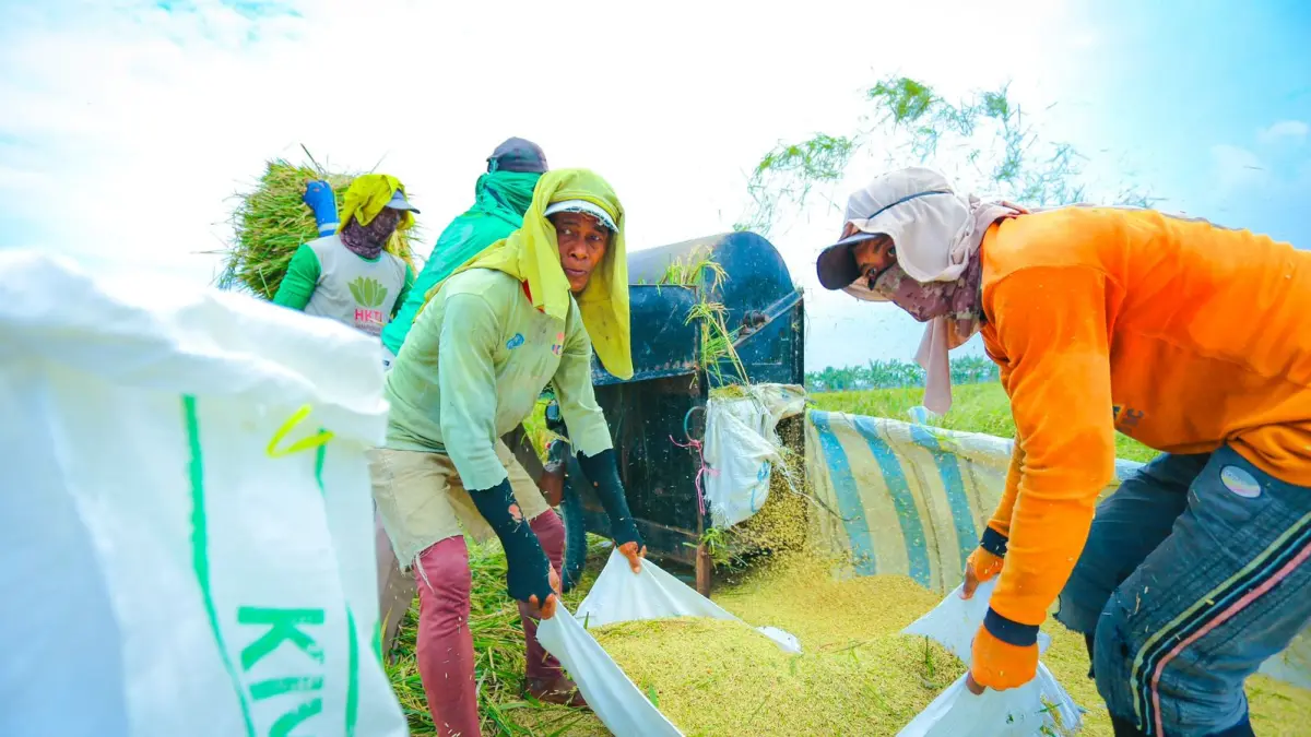 Aktivitas panen padi, produksi beras nasional Semester I 2026 tercatat meningkat.