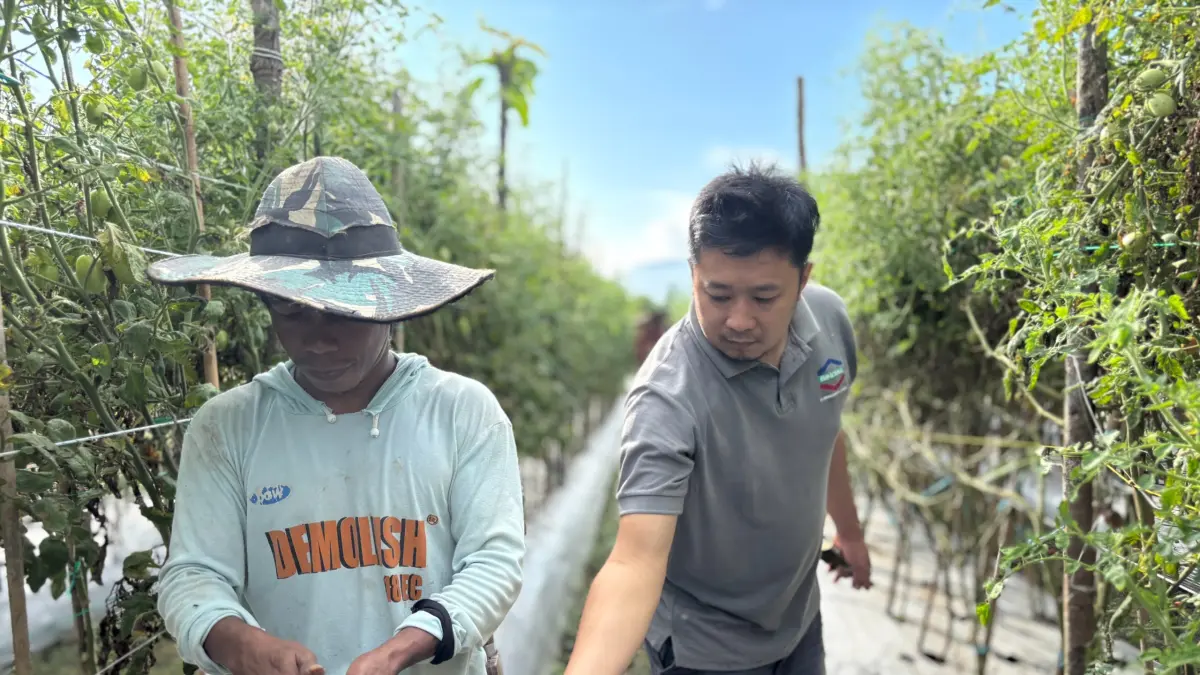 Memperkuat kemandirian ekonomi petani lokal di Kabupaten Morowali melalui kemitraan strategis dengan kawasan industri.(Dokumentasi PT IMIP)