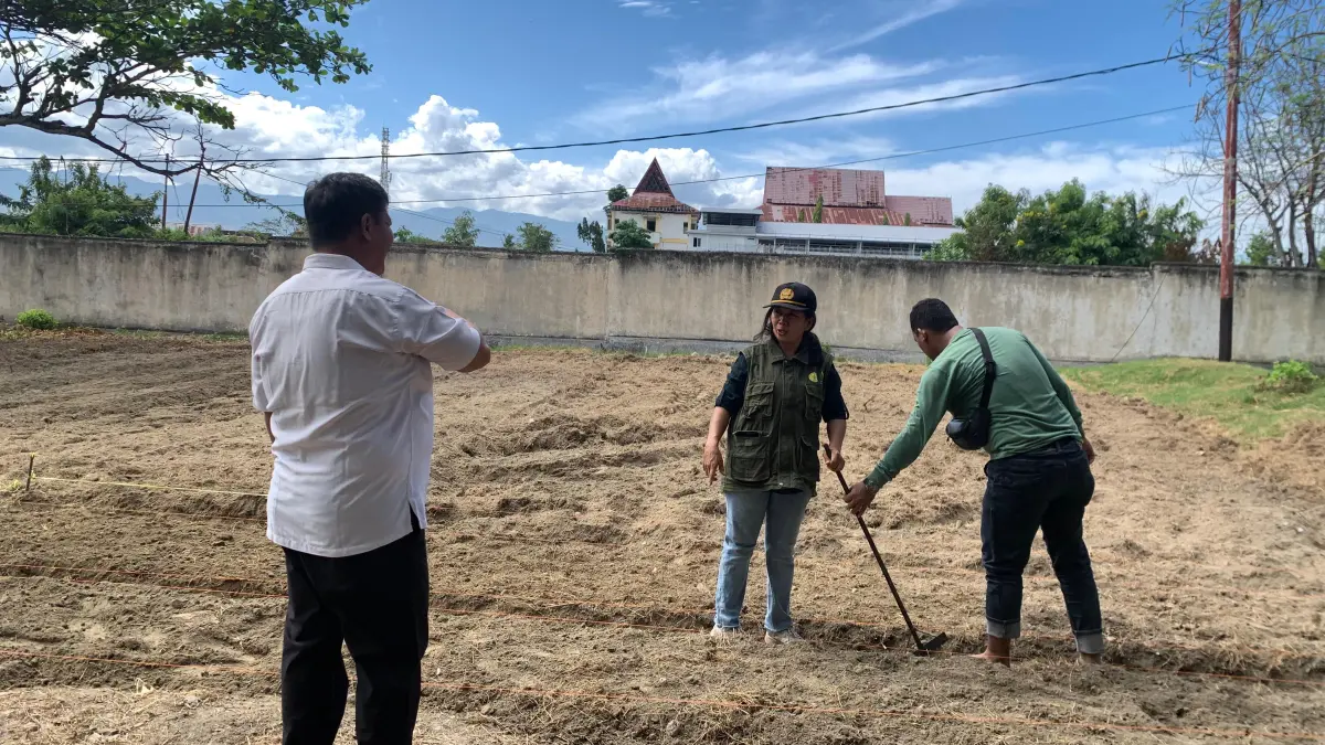 Penyuluh dan Pegawai DPKP saat lakukan demplot di lahan yang ada di area kantor DPKP Kota Palu pada Kamis (7/5/2026).(RINA ABD HALIK)