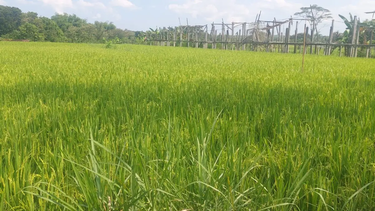 Hamparan padi musim tanam kedua di Gunungkidul dipantau intensif untuk menghadapi potensi kemarau panjang akibat El Nino 2026.( Kementan)