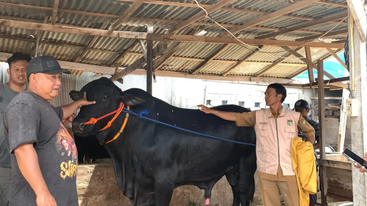 Sapi jenis berangus milik peternak asal Kota Palu, Agus, terpilih menjadi hewan kurban bantuan Presiden RI untuk Idul Adha 1447 Hijriah.(Rina Abd Halik)