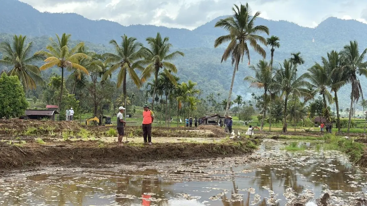 Kementan melalui BRMP Sumatera Barat mempercepat rehabilitasi ribuan hektare sawah terdampak bencana guna menjaga produksi pangan dan mempercepat pemulihan ekonomi petani. (Istimewa)