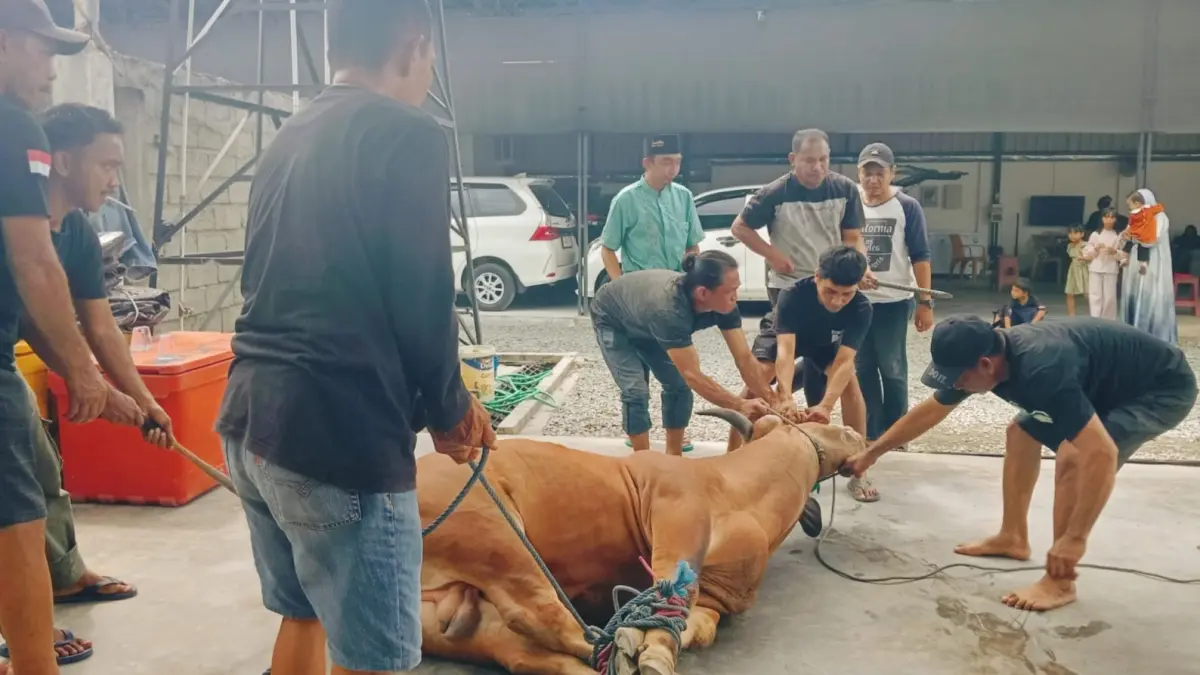 Prosesi penyembelihan dua ekor sapi kurban di galeri mobil bekas Hoki Auto Used Car Palu sebagai wujud syukur dan doa kelancaran usaha, Rabu (27/5/2026).(Ade Safitri/Radar Palu)