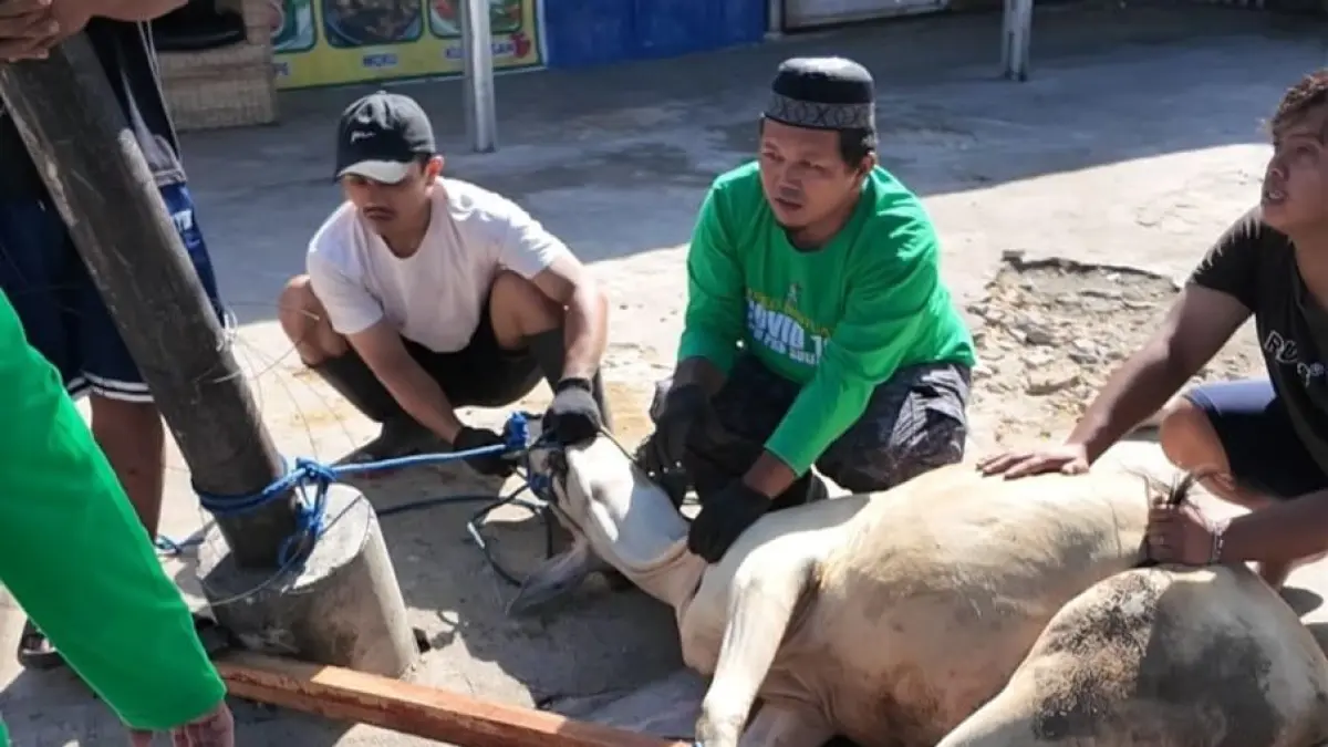 Semangat berbagi dan kepedulian di Hari Raya Iduladha 1447 H. DPW PKB Sulteng menyalurkan daging kurban kepada masyarakat sebagai wujud kebersamaan, keikhlasan, dan hadir untuk sesama.