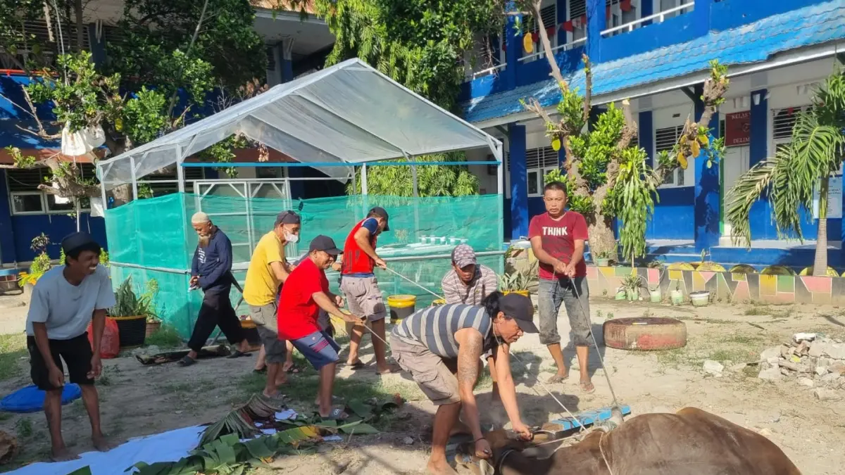 BERJIBAKU: Panitia kurban SMP Negeri 4 Palu, saat Bersiap melakukan penyembelihan hewan kurban berupa sapi. FOTO: MOH FATHAHILA

