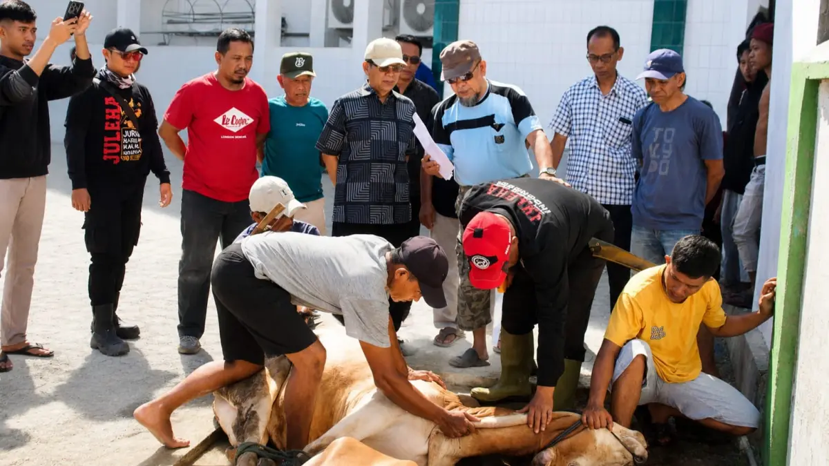 Longki Djanggola saat menyaksikan penyembelihan hewan kurban di Masjid Agung Baiturrahman, Kelurahan Lolu, Kota Palu. Kegiatan itu berlangsung pada Kamis (2852026). (Istimewa)