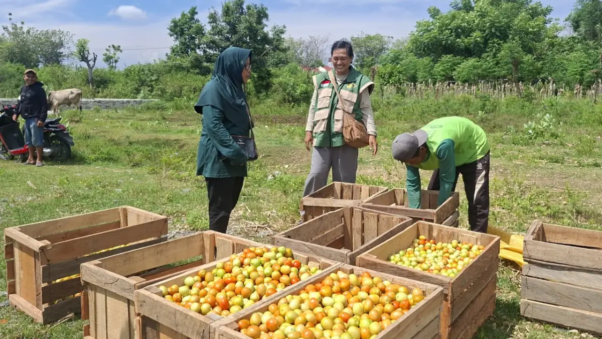 Petani tetap semangat di tengah ancaman dan  kondisi alih fungsi lahan pertanian menjadi perumahan di Kota Palu. (Annisa Tri YusnidaRADAR PALU) 