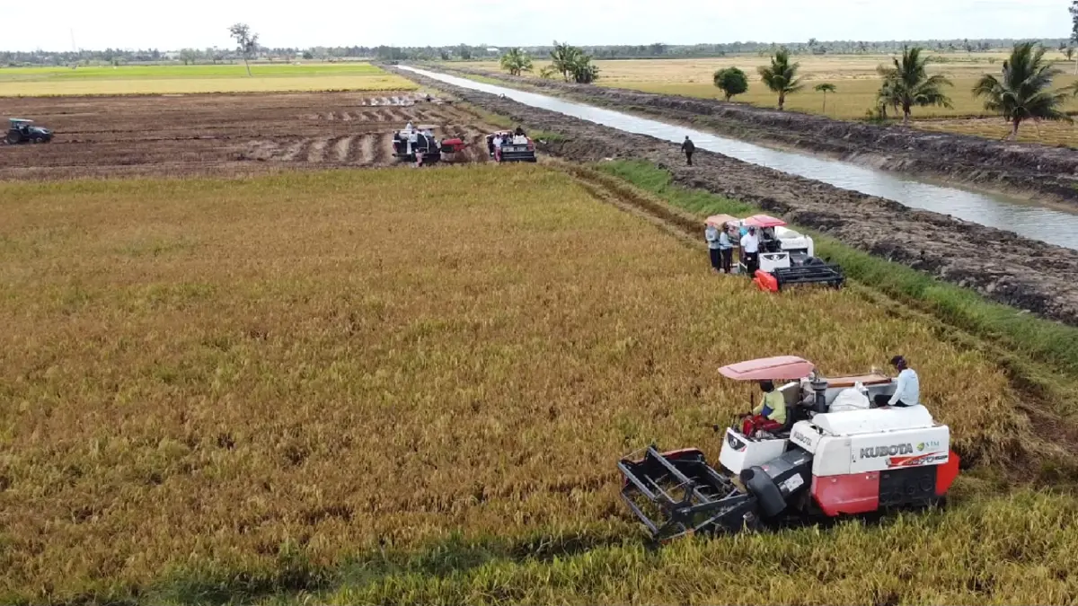 Mesin panen beroperasi di lahan pertanian. Kementerian Pertanian menyatakan pengembangan kawasan pangan dilakukan untuk meningkatkan produksi beras dan menjaga stabilitas pasokan nasional. (Kementan)