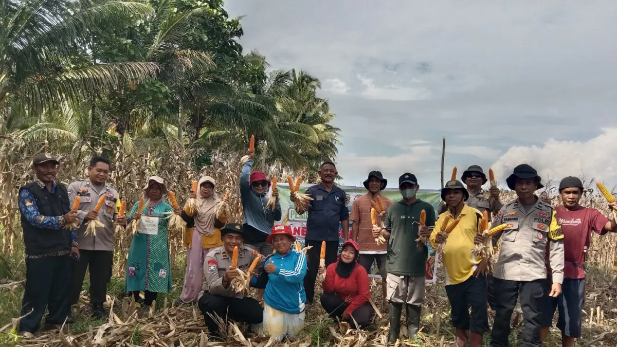 BUMDES: Bhabinkamtibmas Polsubsektor Mepanga BRIPKA Hariawan mendampingi panen jagung milik BUMDes Desa Bugis yang dikelola Poktan Rohani di Dusun I Desa Bugis, Kecamatan Mepanga, Kabupaten Parigi Moutong, Kamis (4/6/2026).(FOTO: RAHMAT FADHIL/RADAR PALU).