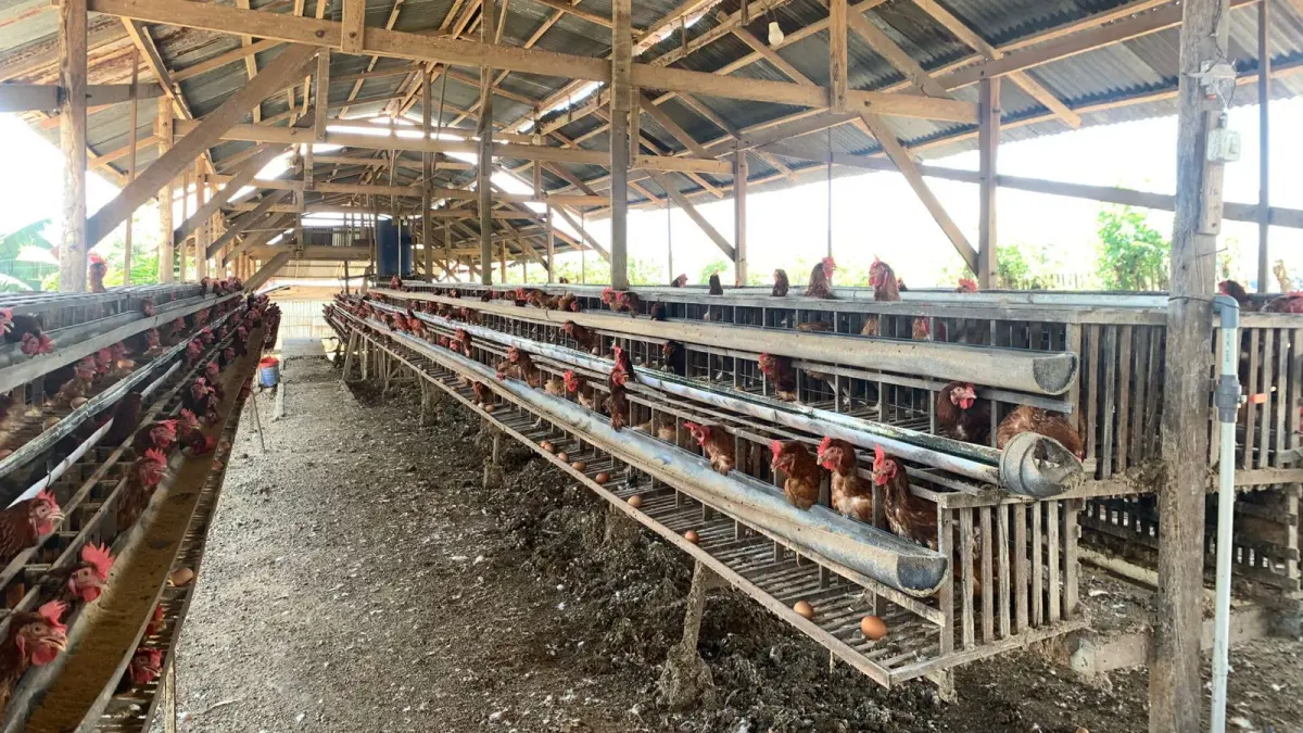 DITEKAN PASOKAN LUAR : Harga telur di tingkat peternak ikut merosot dan menyebabkan penumpukan stok hingga 10 hari produksi di kandang.(RINA ABD HALIK)