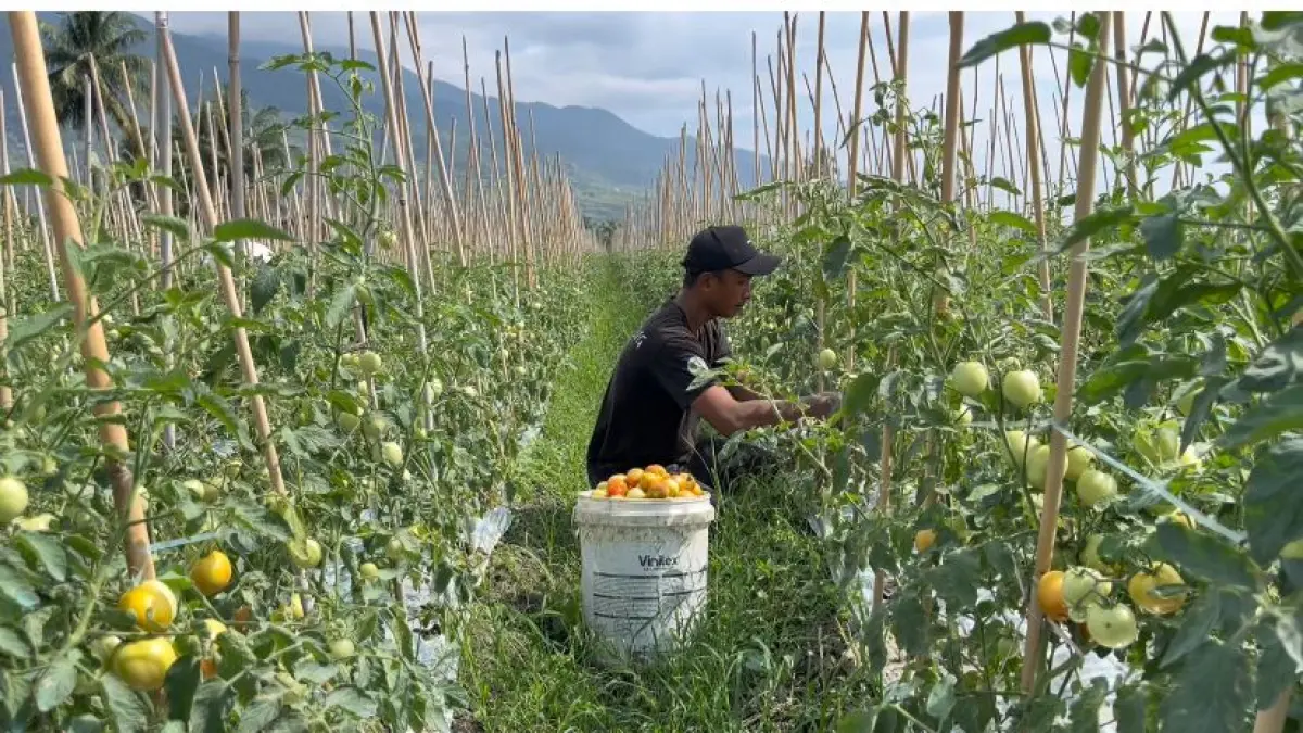 HARGA PASAR NAIK : Petani tomat di Kota Palu saat memanen di kebunnya beberapa waktu lalu.(ISTIMEWA)