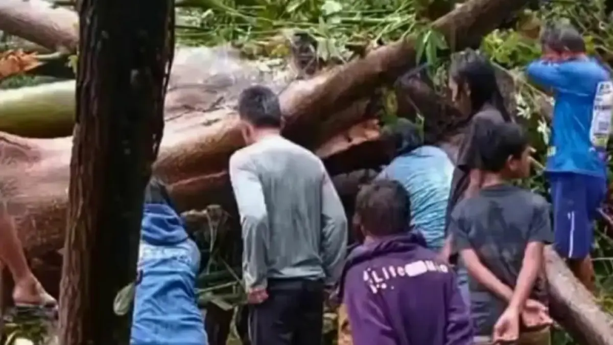 Petugas bersama warga melakukan penanganan pascakejadian pohon tumbang akibat cuaca ekstrem di Desa Lombok, Kecamatan Tinombo, Kabupaten Parigi Moutong. FOTO: BPBD Sulteng