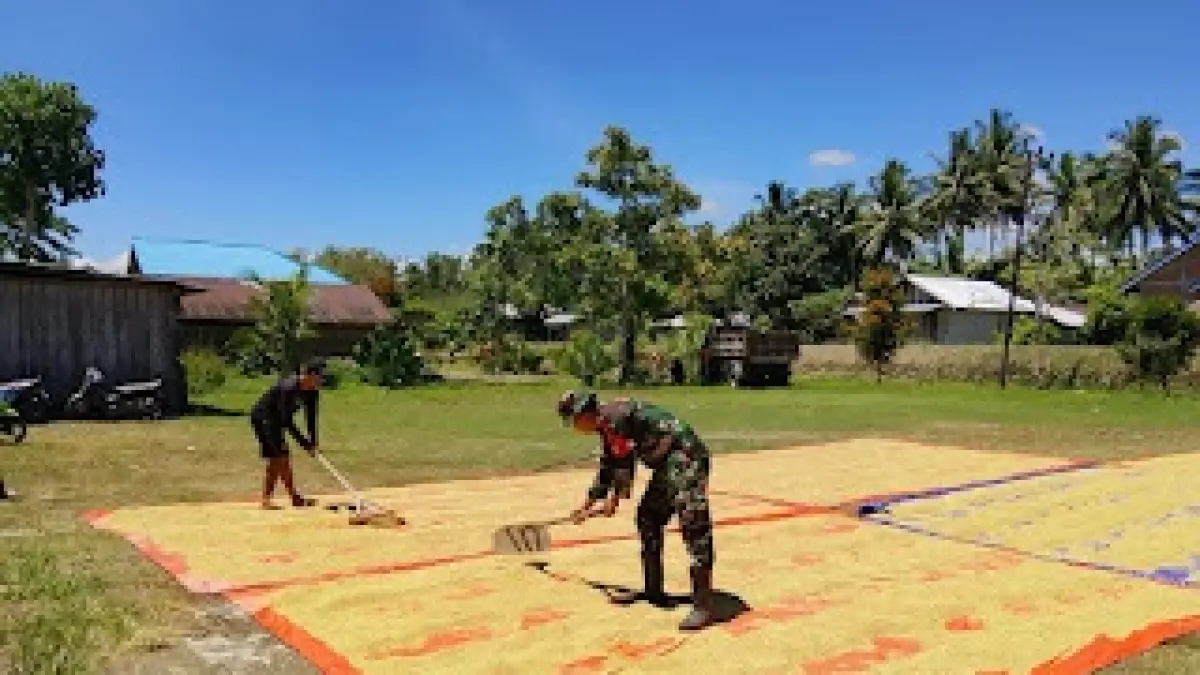 MENJEMUR JAGUNG: TAmpak anggota Koramil 1305-08 Momunu, Kodim 1305 Buol Tolitoli sedang melakukan penjemuran jagung.(FOTO; ISTIMEWA/RADAR PALU)
