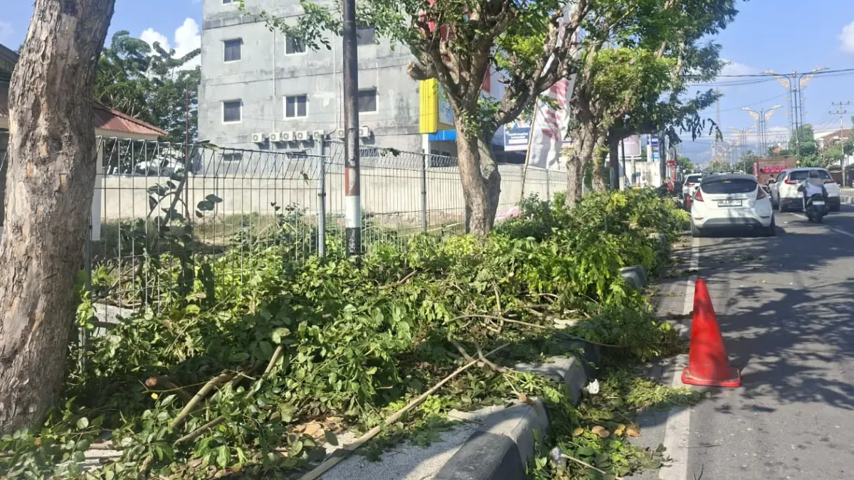 Kondisi pohon di Jalan Moh. Hatta, Kota Palu, usai dilakukan pemangkasan. DLH Kota Palu menilai teknik pemangkasan harus sesuai standar agar pohon tetap sehat dan estetika kota terjaga. (Annisa Tri Yusnida)
