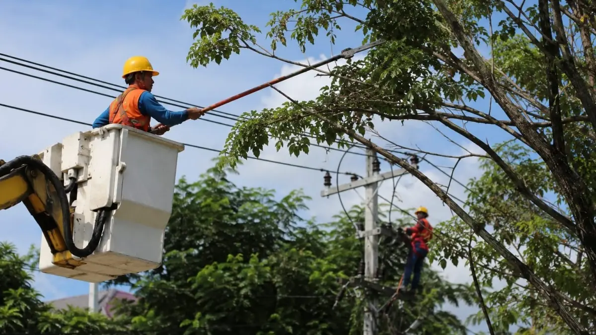 Ilustrasi jaringan listrik yang berdekatan dengan pepohonan. PLN UP3 Palu mengintensifkan pemangkasan pohon untuk menjaga keandalan pasokan listrik.