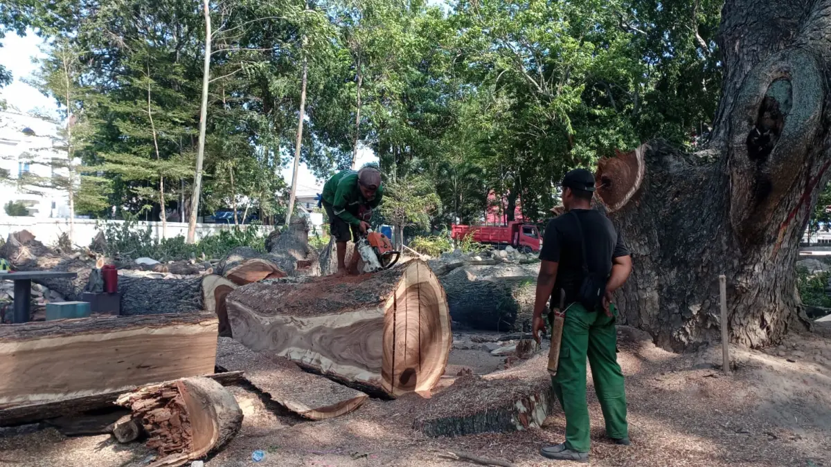 Aktivitas penebangan dua pohon di kawasan Taman GOR Kota Palu dilakukan sebagai bagian dari program revitalisasi dan peremajaan vegetasi oleh Dinas Lingkungan Hidup Kota Palu. FOTO : ISTIMEWA