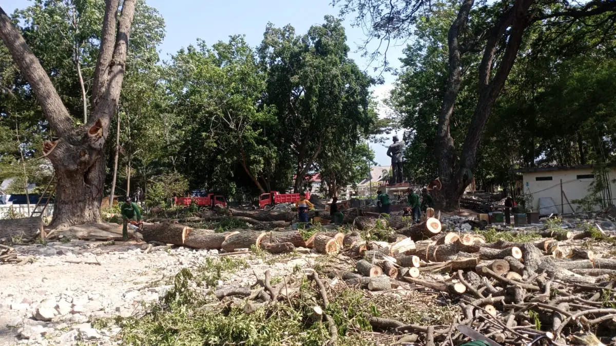 Suasana kawasan Taman GOR Kota Palu yang menjadi sorotan setelah penebangan dua pohon dalam proyek revitalisasi. Pegiat sejarah menilai pepohonan di kawasan tersebut memiliki nilai historis sebagai bagian dari memori kolektif perjalanan Kota Palu. FOTO : ISTIMEWA