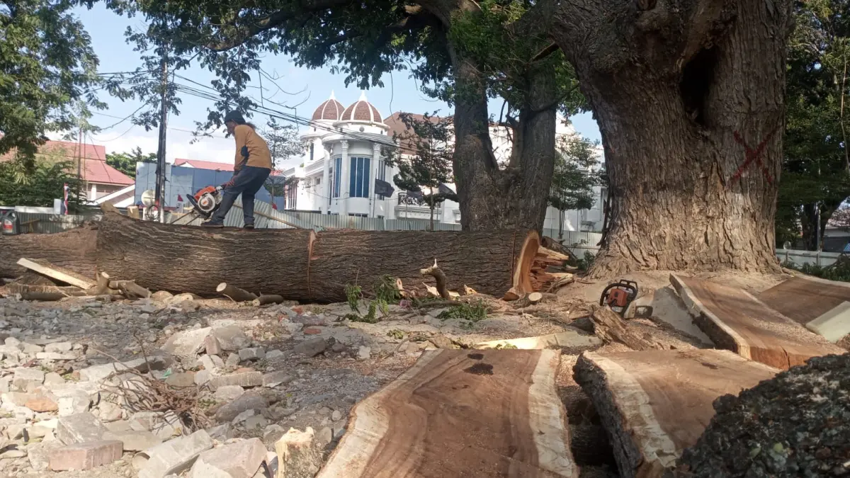 Penebangan Pohon di Taman GOR yang dipastikan oleh DLH diganti dengan penanaman pohon pule serta hasil pemangkasan dimanfaatkan menjadi kerajinan dan kompos. FOTO : ISTIMEWA