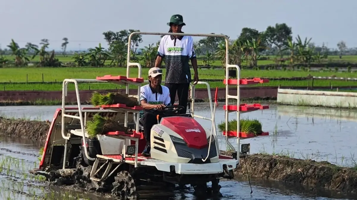 Petani