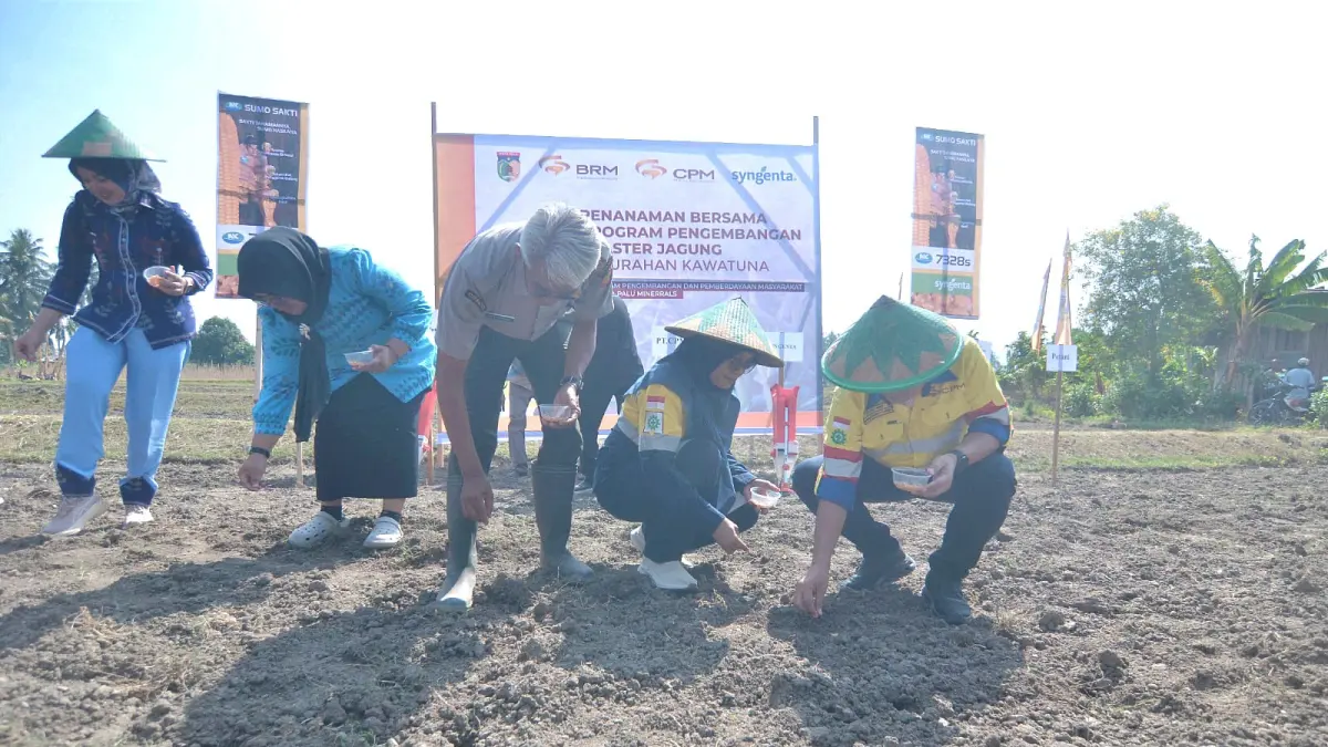 Kelompok Tani Bunga Jagung Kelurahan Kawatuna memulai program pengembangan klaster jagung di Kelurahan Kawatuna, Kamis (13/8/2026). FOTO: WAHONO