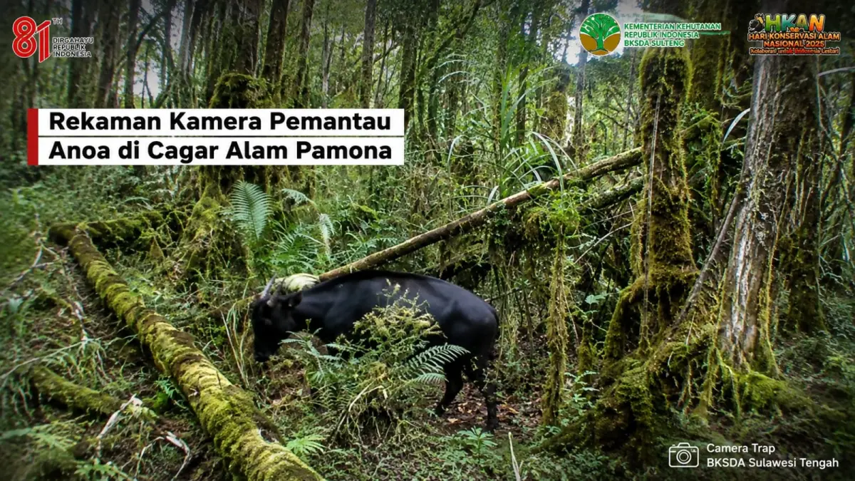 Seekor anoa terekam kamera pemantau saat berada di kawasan Cagar Alam Pamona, Sulawesi Tengah. Rekaman menjadi bagian dari monitoring satwa liar BKSDA Sulteng. (Dok. BKSDA Sulteng)