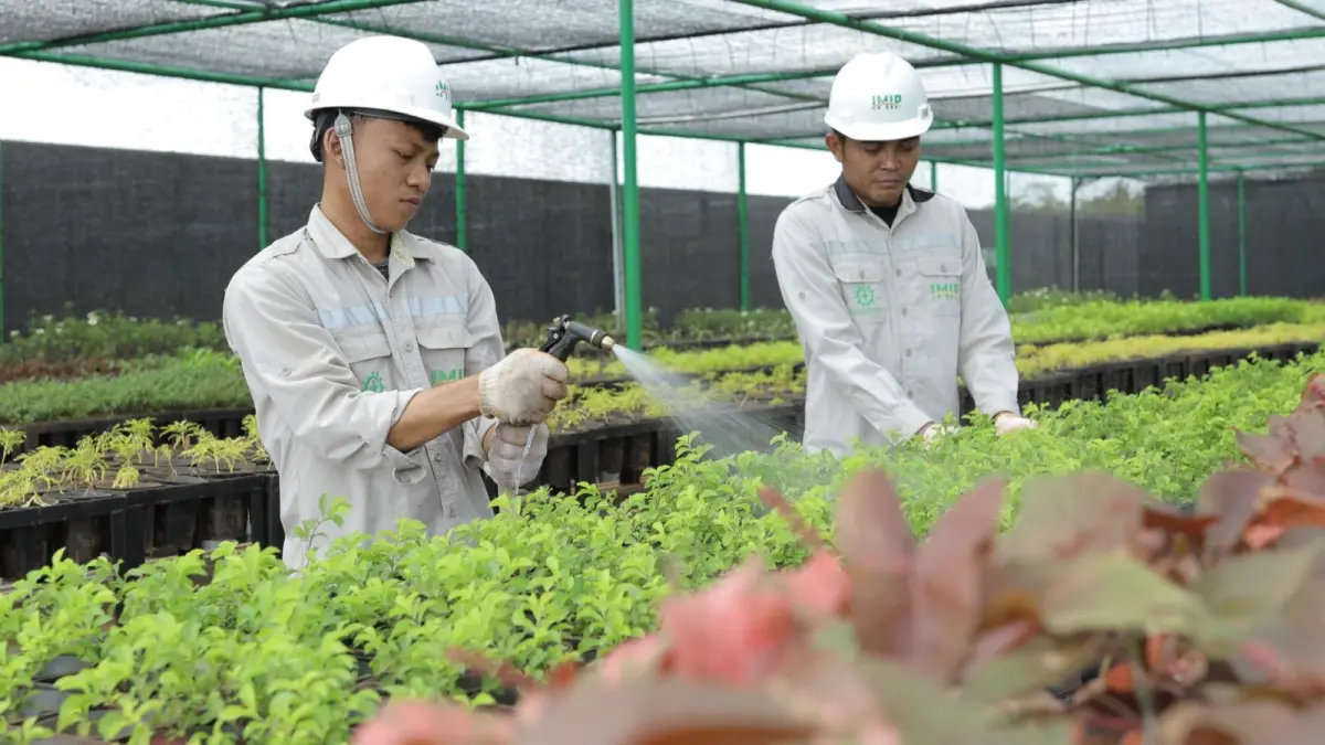 Nursery IMIP bukan hanya menjadi fasilitas pelengkap, melainkan jantung hijau dan bukti konkret komitmen dekarbonisasi industri yang dikelola secara mandiri oleh Departemen Environmental. 