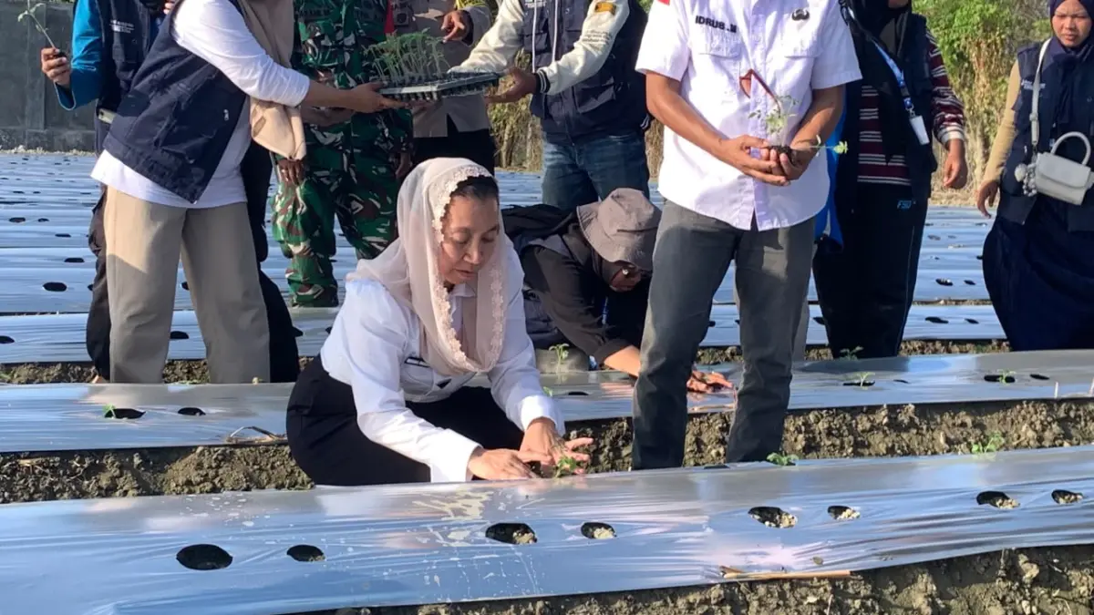 Wakil Wali Kota Palu, Imelda Liliana Muhidin saat lakukan penanaman bibit tomat di salah satu lahan yang ada di Kelurahan Bayaoge, Kota Palu. (Rina/Radar Palu).