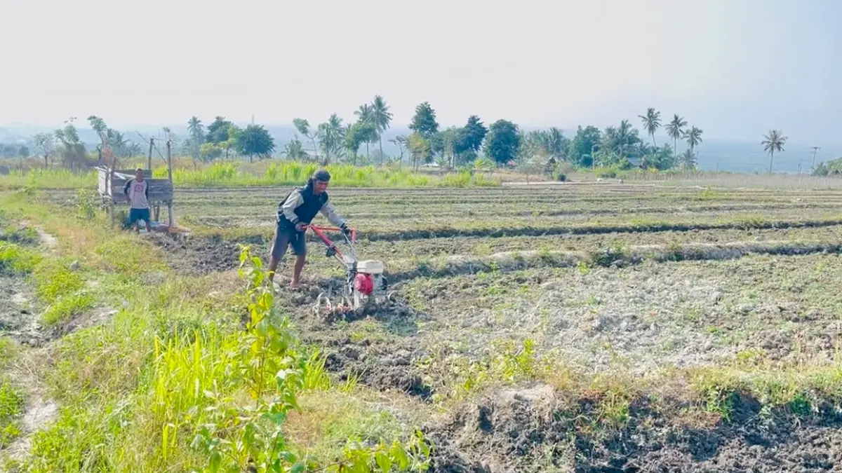 BERHATI_HATI: Cuaca panas dan keterbatasan air membuat petani harus lebih berhati-hati dalam menentukan luas tanam maupun perawatan tanaman.(FOTO: ANGEL SUMBARA/RADAR PALU).