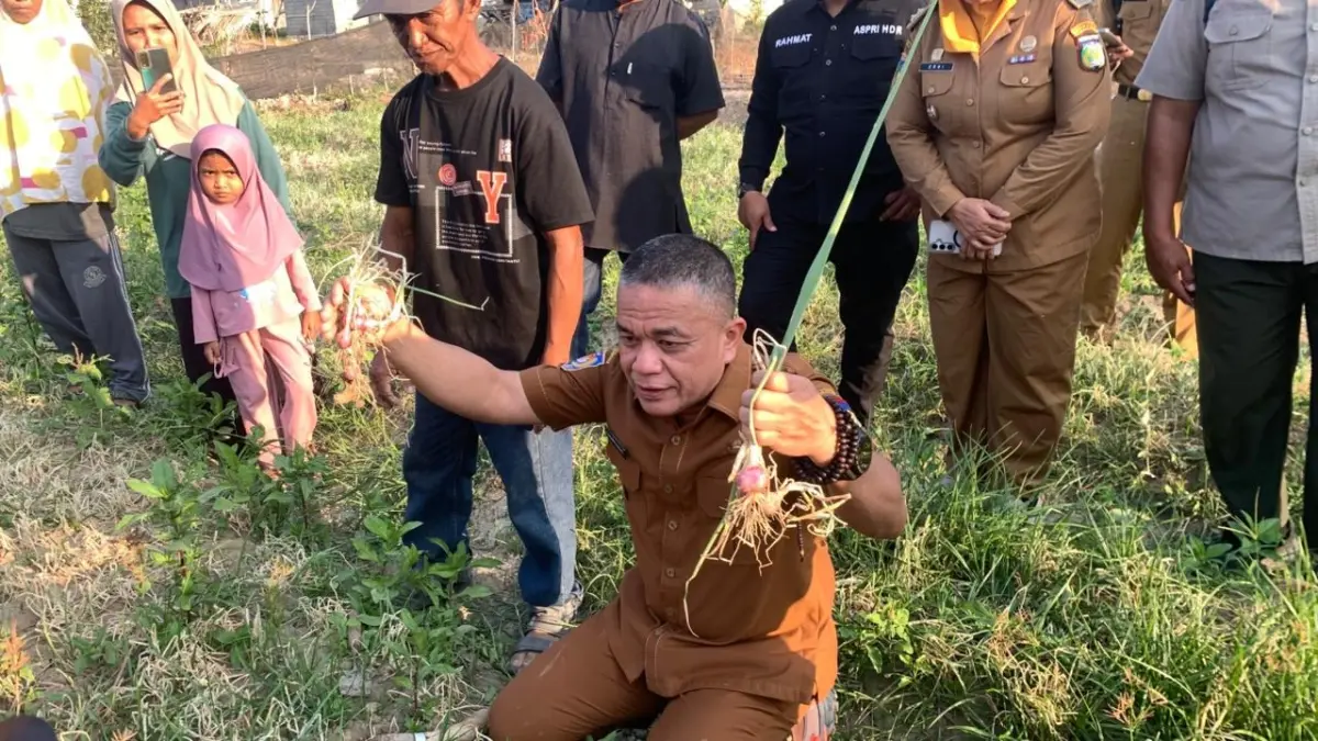 Wali Kota Palu, Hadianto Rasyid saat ikut panen bawang merah di kelurahan Duyu. (Rina/Radar Palu).