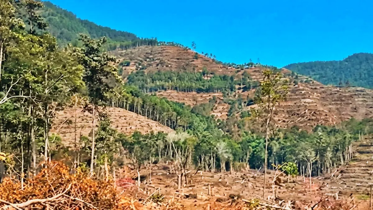 BABAT: Pembukaan lahan di Desa Sumara Jaya, Kecamatan Soyo Jaya, Kabupaten Morowali Utara ini ditengarai dilakukan oleh PT Bhayr Multi Morowali (BMM). (FOTO: ISTIMEWA/RADAR PALU)